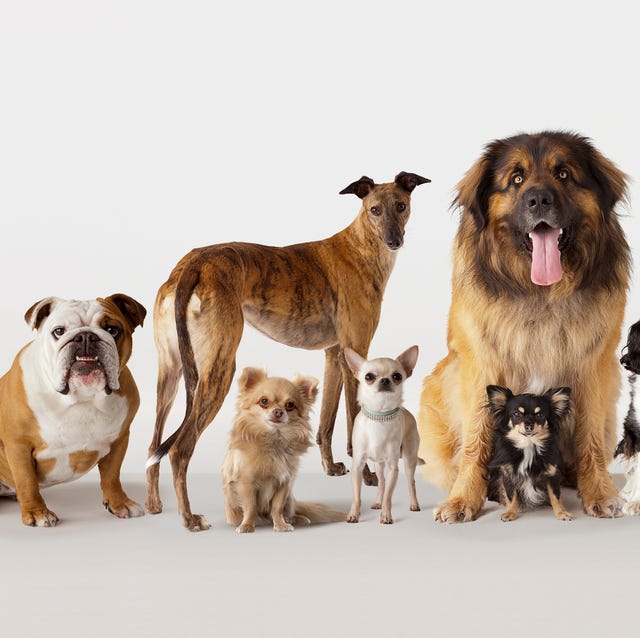 Most Popular Dog Breeds in the U.S. - Best Dogs in America