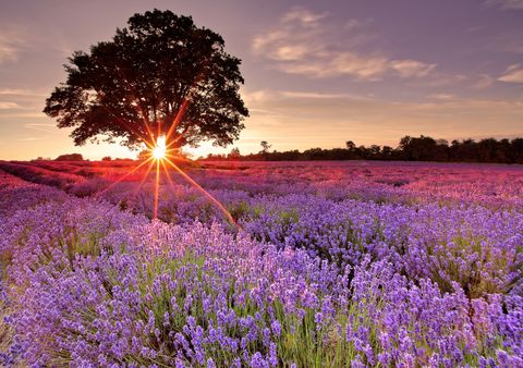 a lavender field in the uk, south of london i visited this lavender farm during sunset in summer