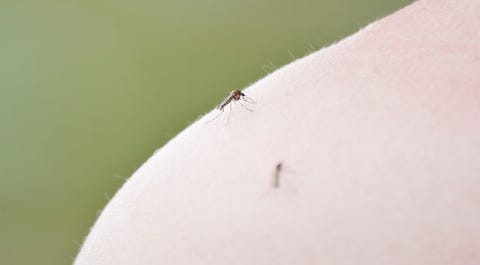 Your natural body odor could make you more attractive to mosquitoes.