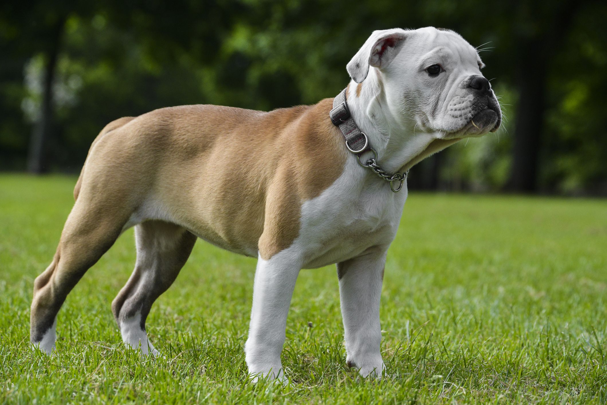 are bulldogs large breed or not