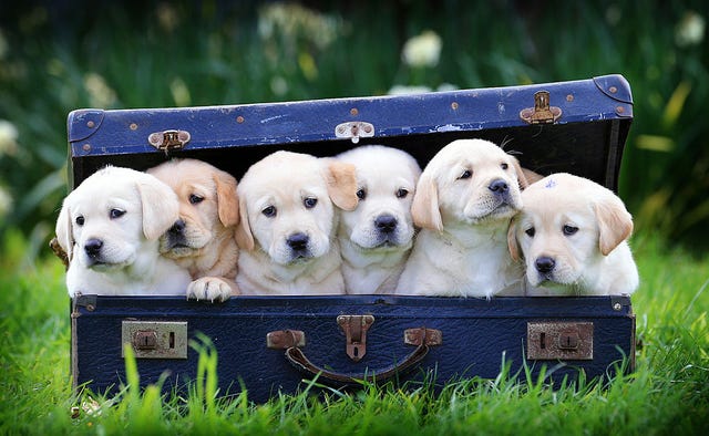 癒される 思わず胸キュンする子犬写真