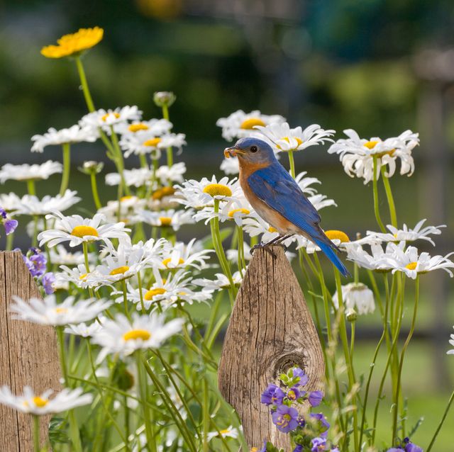 attract birds to garden