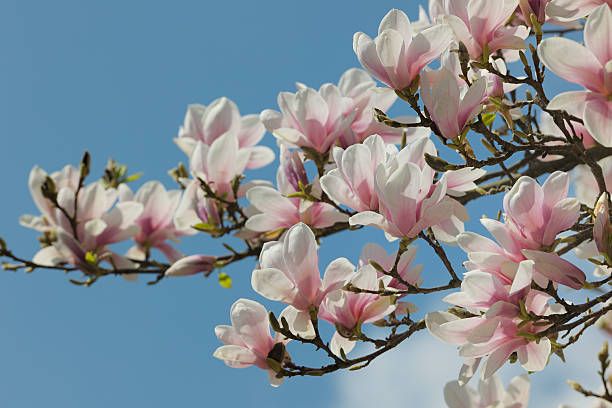 How To Grow Magnolia Trees In Your Yard Tips For Growing Magnolia Trees From Seed