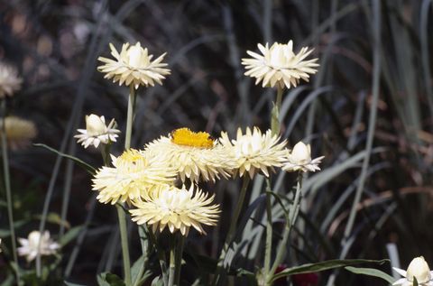 unspecified   circa 2003 golden everlasting or bracted strawflower helichrysum bracteatum, asteraceae photo by deagostinigetty images