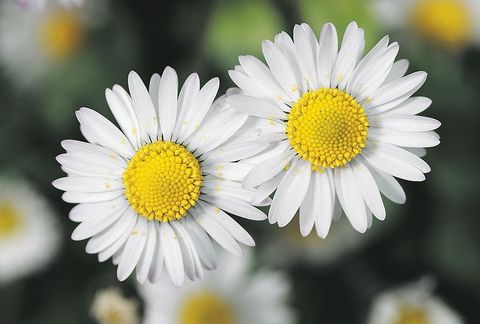 Flower, Oxeye daisy, Flowering plant, Daisy, mayweed, Petal, Marguerite daisy, Daisy, chamomile, Plant, 