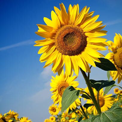 field of sunflowers under blue sky