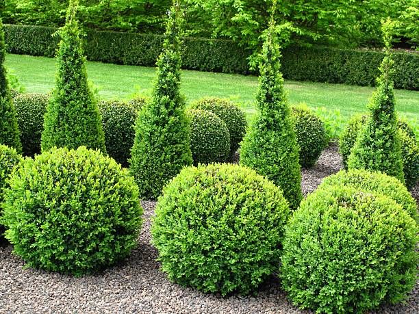 20 Essential Evergreen Shrubs Best Types Of Evergreen Bushes