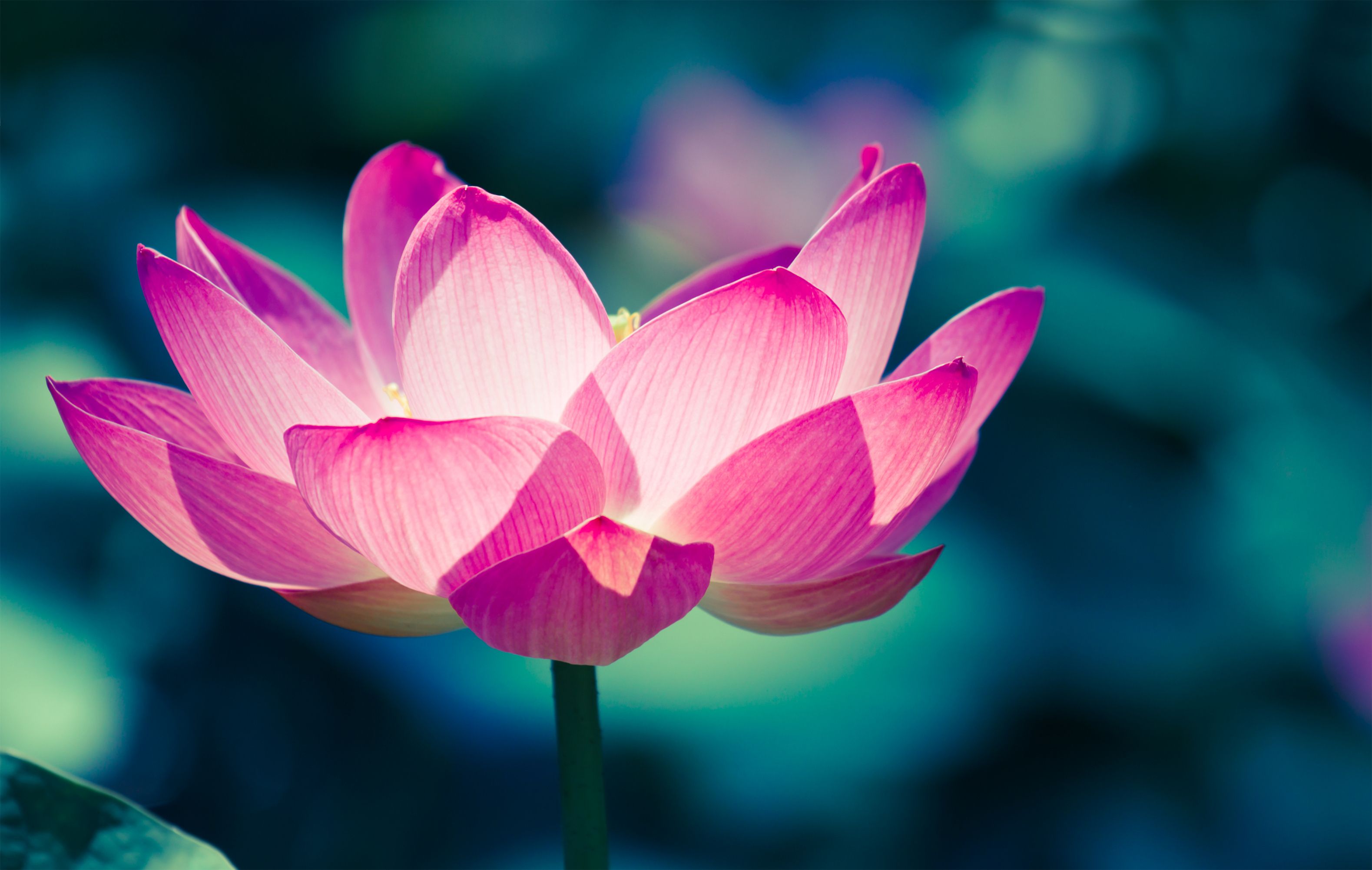 Lotus Flower Meaning What Is The Symbolism Behind The Lotus