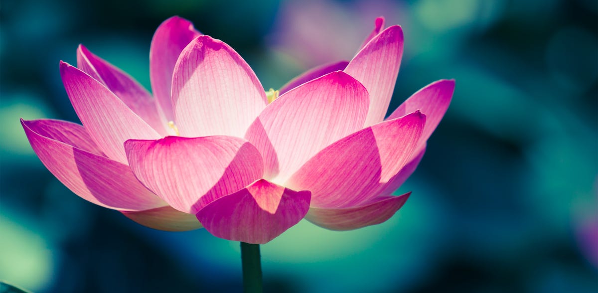 Lotus Flower Meaning - What is the Symbolism Behind the Lotus