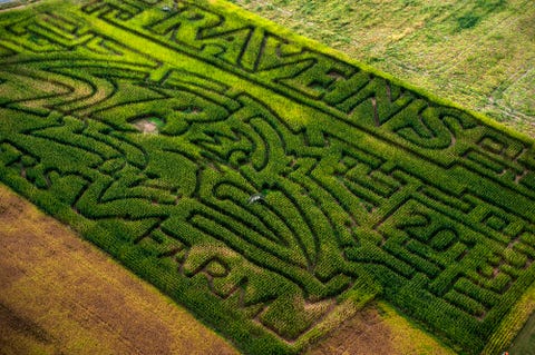 Green, Maze, Toy, Grass, Puzzle, Grass family, Labyrinth, Landscape, Plant, Pattern, 