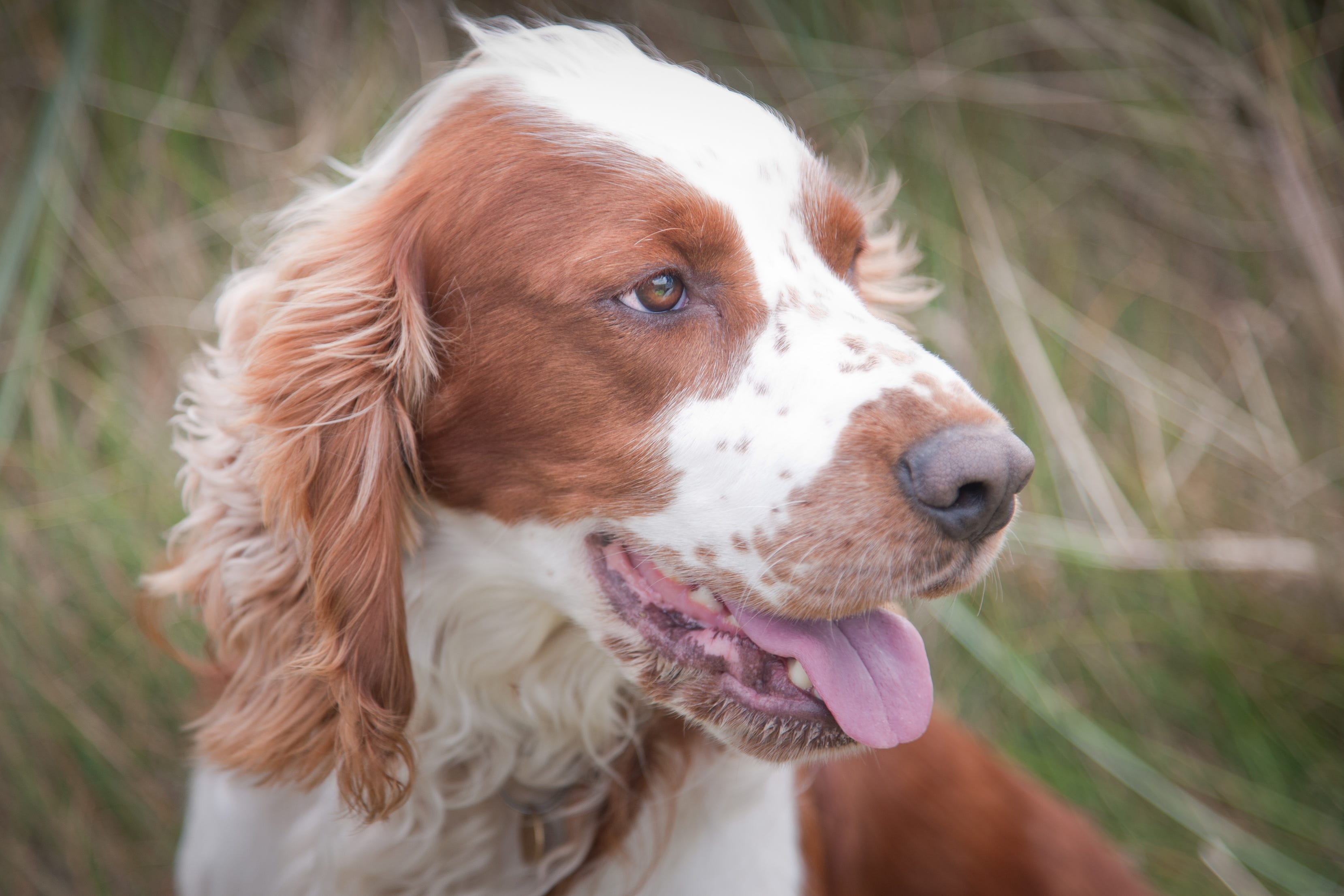 at what age do brittany spaniels calm down