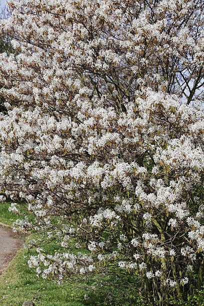 amelanchier lamarckii est un joli mais discret arbre de jardin à fleurs blanches avec des feuilles brunes.