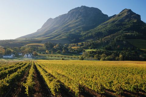 shot in the boland district,  the franschhoek valley is one of the leading wine growing regions of the country