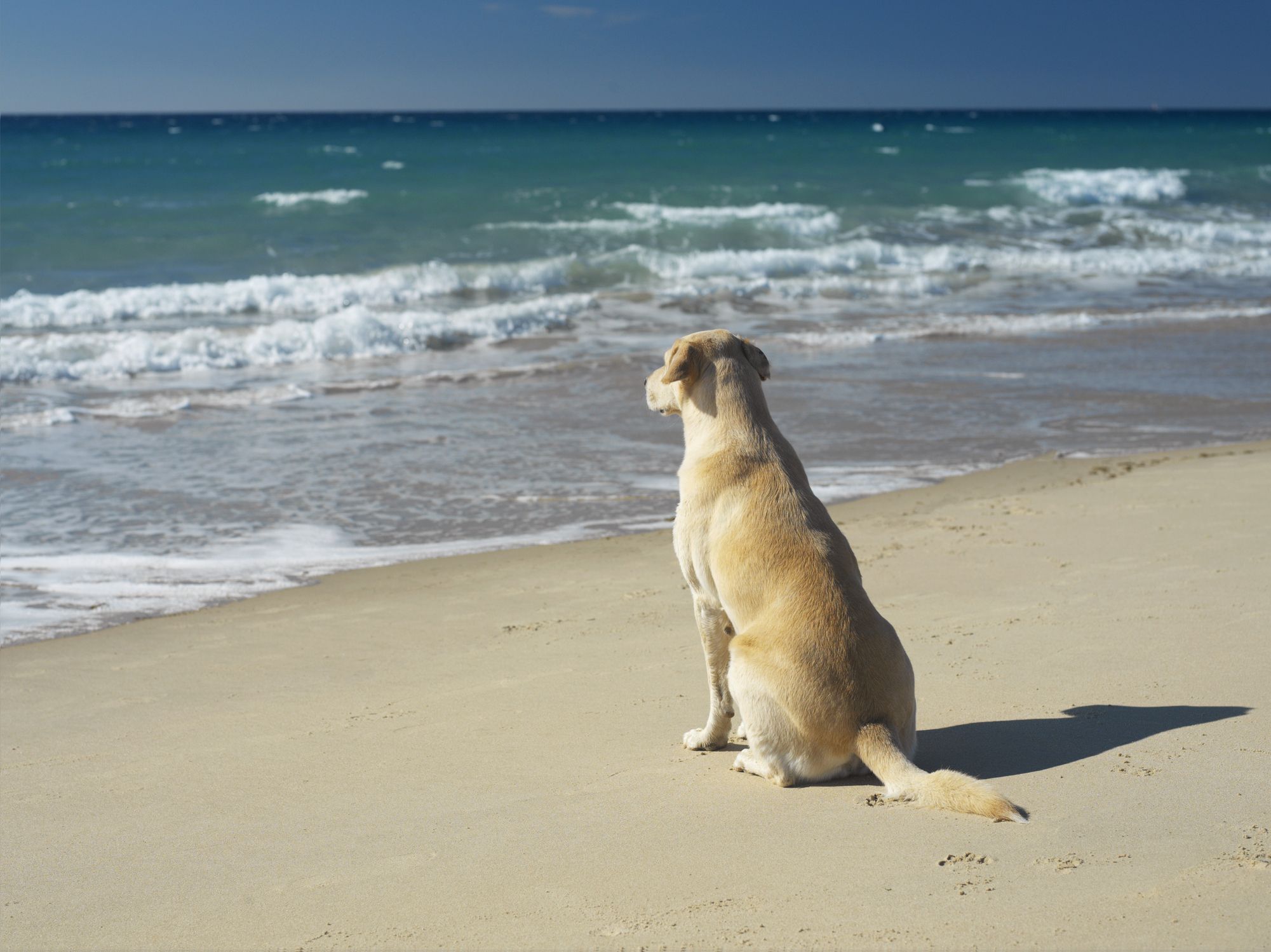 what beaches in england allow dogs