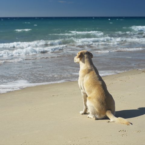 Yellow labrador sitting on beach, rear view