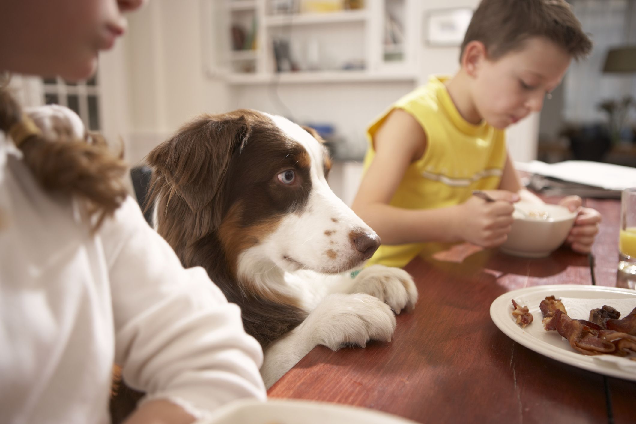 Foods Dogs Should Not Eat Chart