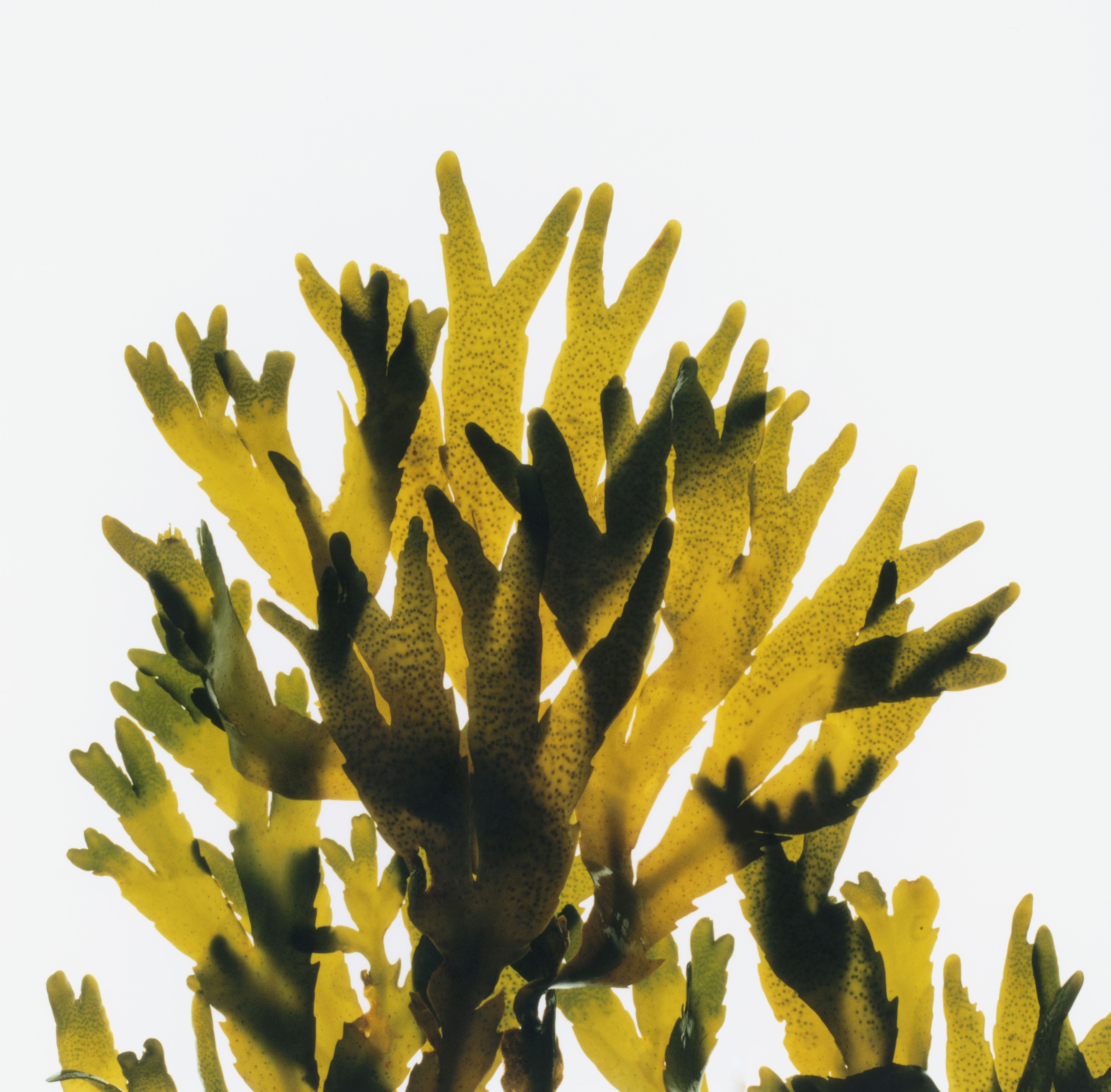 Seaweed: The New Ethanol? - Flipboard - EroFound