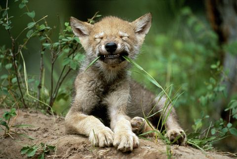 Grey wolf cub (Canis lupus) lying on rock, biting blade of grass