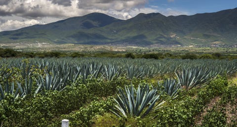 Cultivo de agave, del cual se produce el destilado de agave mezcal en México