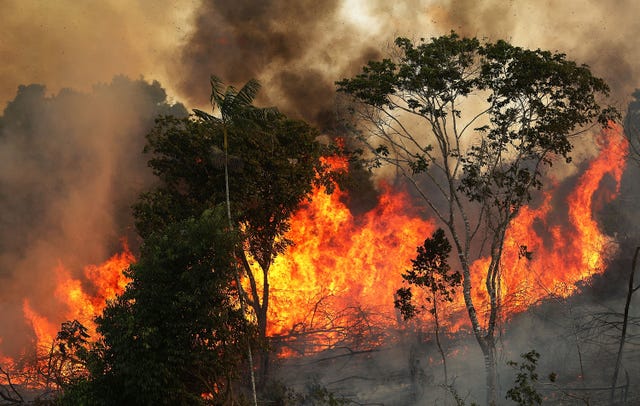 Celebrities From Leonardo Dicaprio To Madonna Respond To The Amazon Rainforest Fires