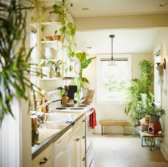 育てやすくて見た目もかわいい キッチンにおすすめの観葉植物 14 Elle Gourmet エル グルメ