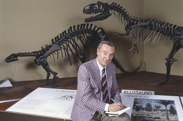 italian science journalist and presenter piero angela taking note on a notebook sitting in front of the copy of the skeletons of two dinosaurs, a camptosaurus and an allosaurus italy, 1987 photo by angelo deligiomondadori via getty images