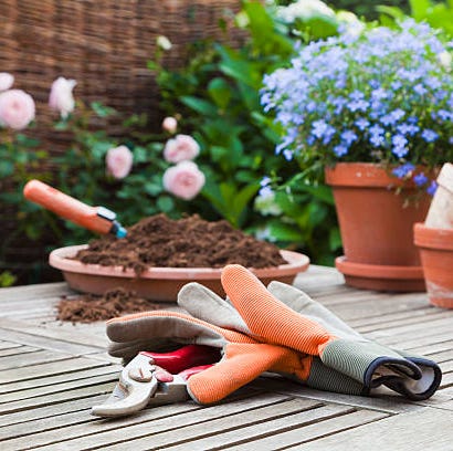 repotting plants