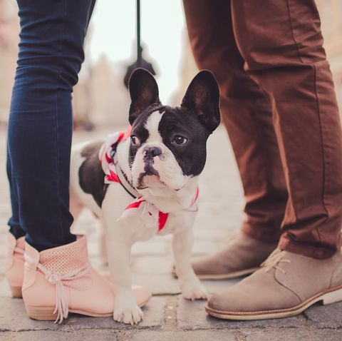 cute dog and couple