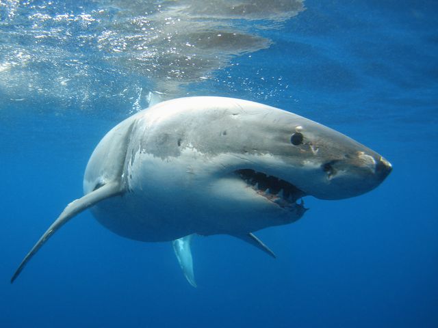 great white shark underwater picture
