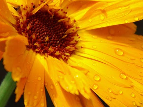 calendula calendula