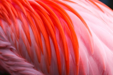 picture Orange And Pink Color Combo orange and pink color combination 15