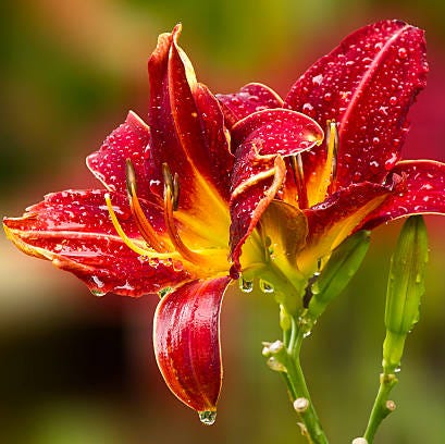 Daylily