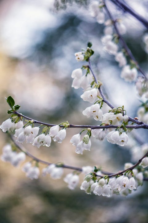 Flower, Spring, Blossom, Branch, Plant, Twig, Botany, Tree, Petal, Cherry blossom, 