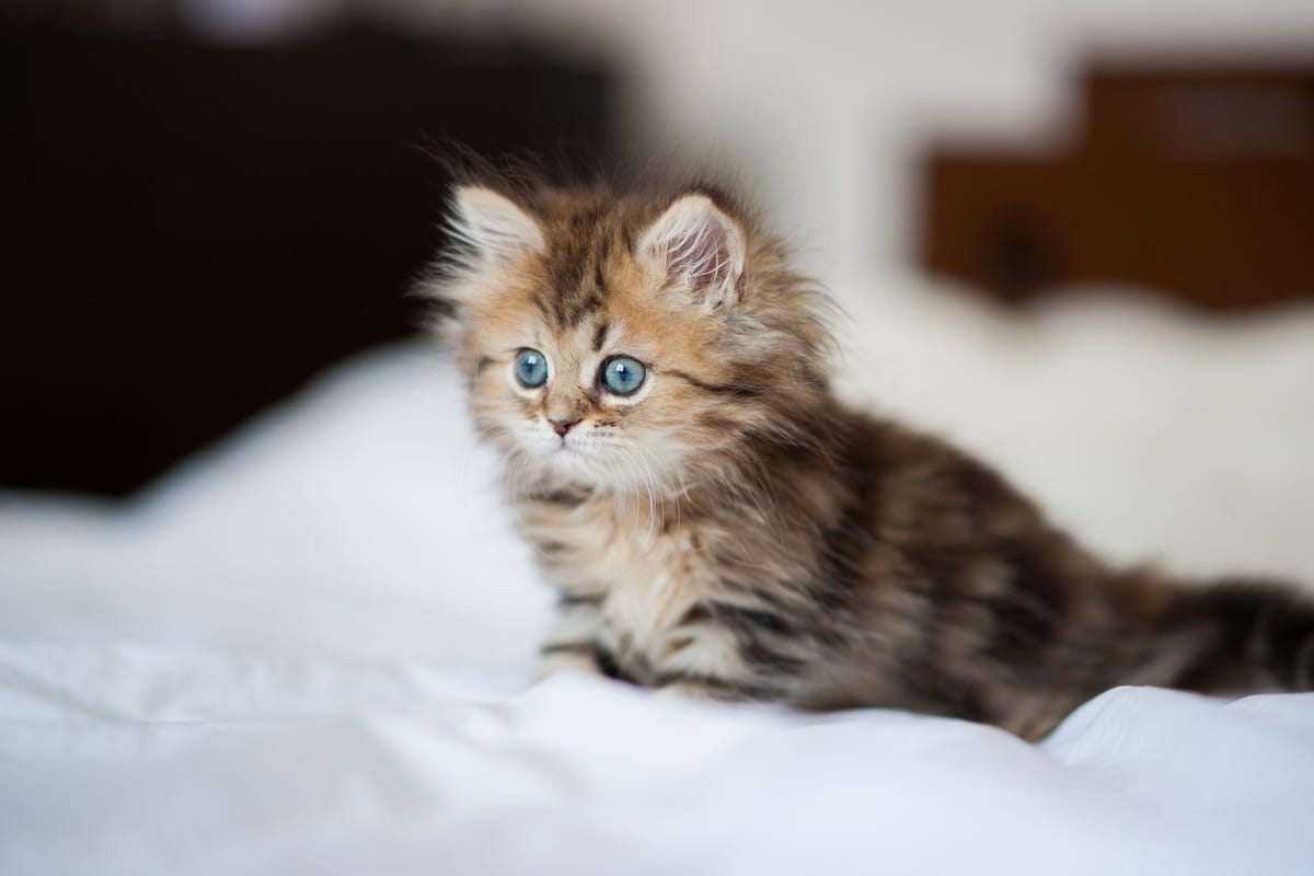 "Kitten Fur" Perfume is Here, In Case You Really Want to Tell the World