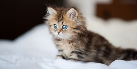 Cat, Mammal, Vertebrate, Small to medium-sized cats, Felidae, Carnivore, Whiskers, Kitten, Norwegian forest cat, Siberian, 