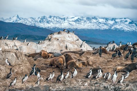 King Cormorant colony in the Beagle Channel