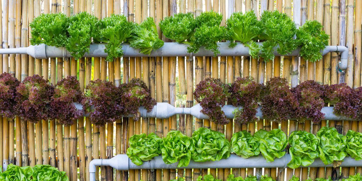 How to Create Your Own DIY Hydroponic Garden at Home