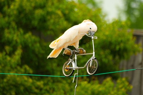 parrot on small bicycle 
