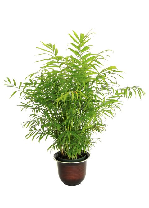 a small potted bamboo palm isolated on white