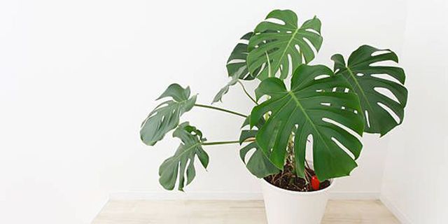 potted monstera placed in the room
