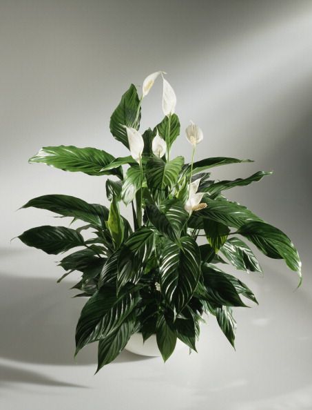 Leaf, Petal, Botany, Plant stem, Pedicel, Anthurium, Still life photography, Houseplant, Vase, Artificial flower, 