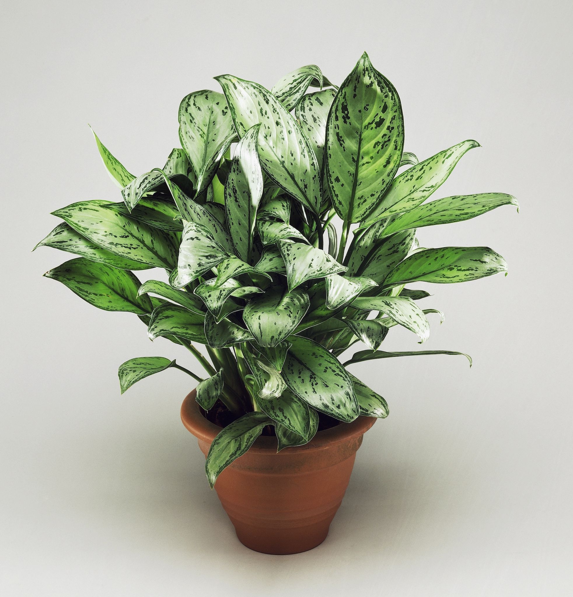 download free best indoor plants