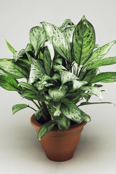  Names  And Pictures Of Indoor House  Plants 