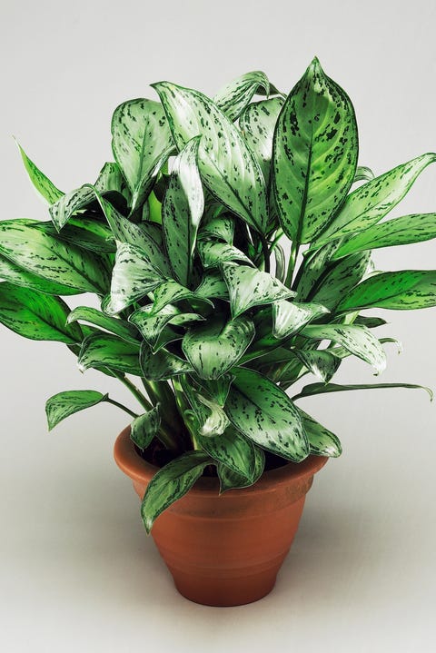 25 Best Indoor Plants  For Apartments Low Maintenance 