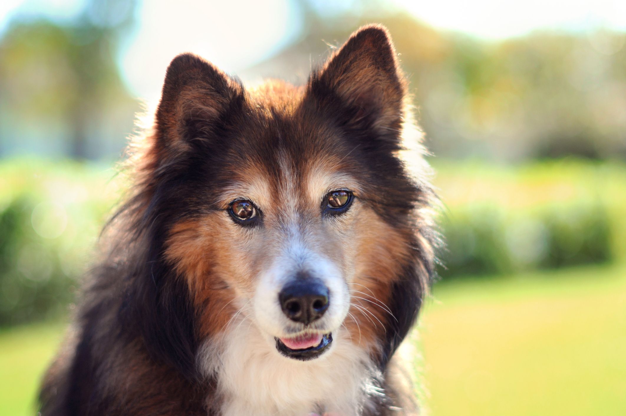 how do dogs help with anxiety and depression