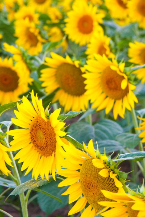 30 Best  Sunflower Fields Near Me Top Sunflower Fields 