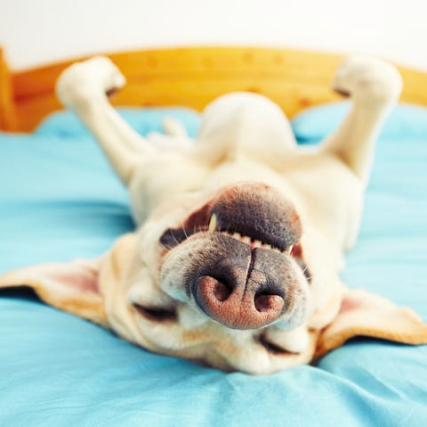 Dog on the bed Dog on the bed