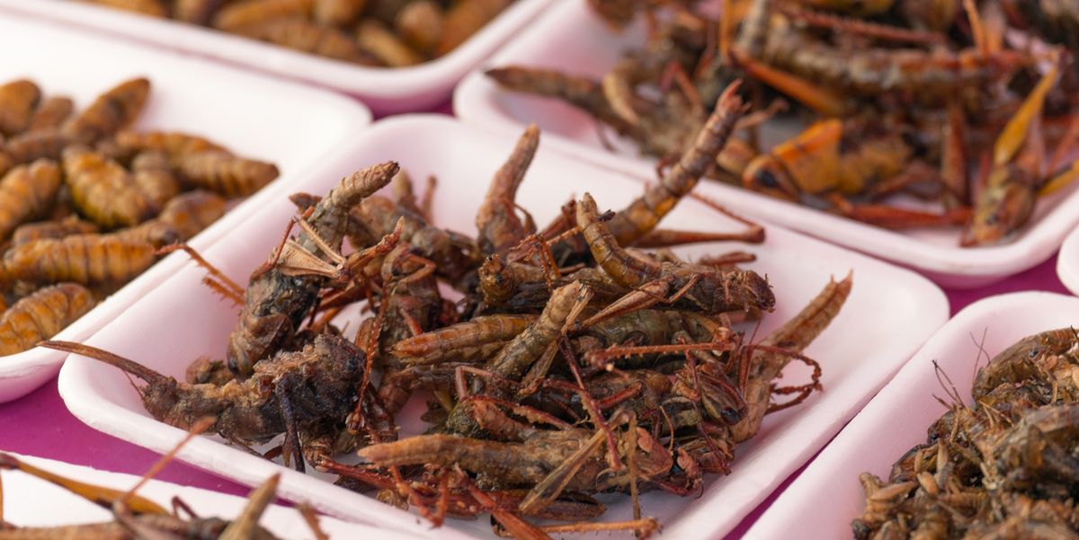 What Insects Can You Eat? A Guide to Tasting and Nutrition