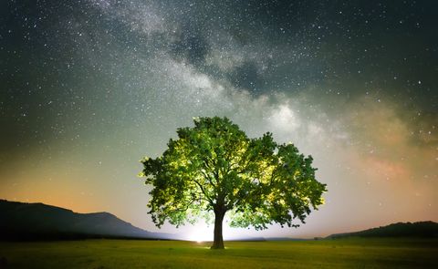Sky, Nature, Tree, Green, Natural landscape, Atmospheric phenomenon, Night, Atmosphere, Woody plant, Landscape, 