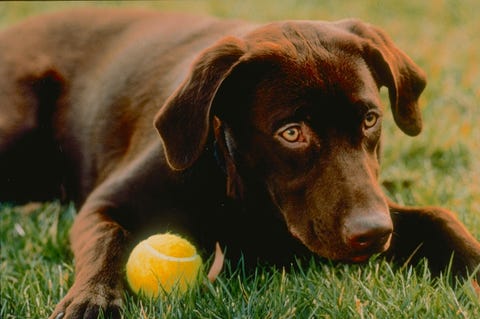 Cute Dog Pictures - Bill Clinton's Dog Buddy